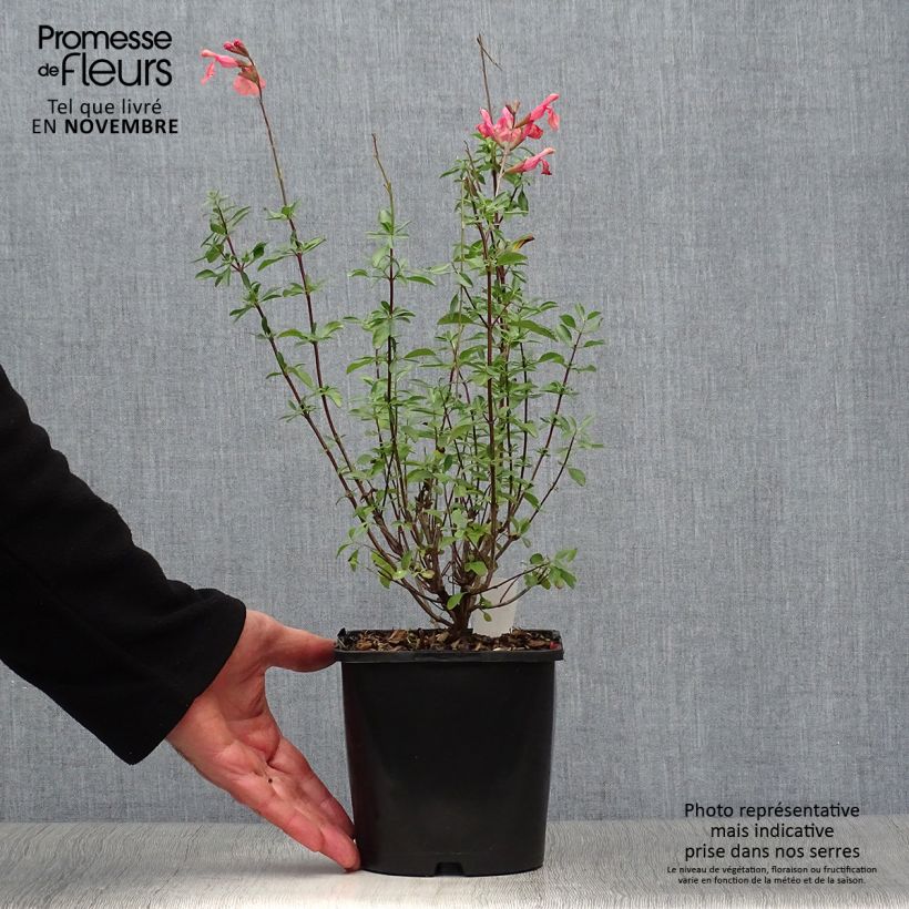 Salvia microphylla Papajan 2L/3L pot sample as delivered in autumn