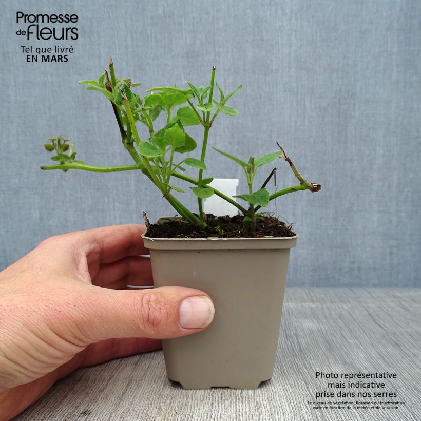 Salvia cacaliifolia 8/9 cm pot sample as delivered in spring