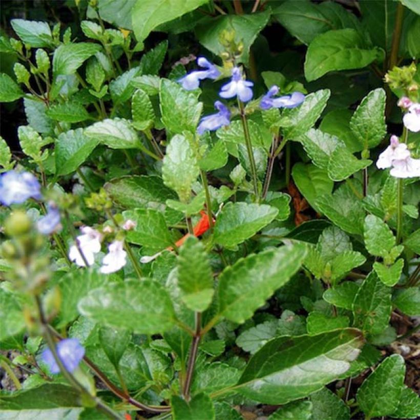 Salvia forreri (Foliage)