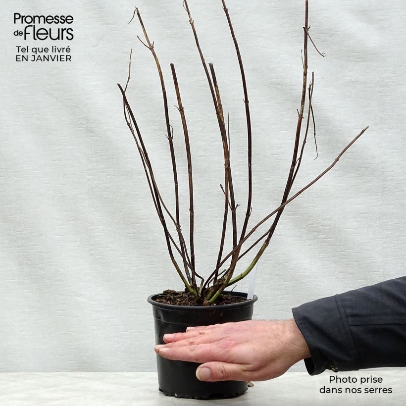 Salvia guaranitica Black and Blue - Shrubby Sage 2L/3L pot sample as delivered in winter