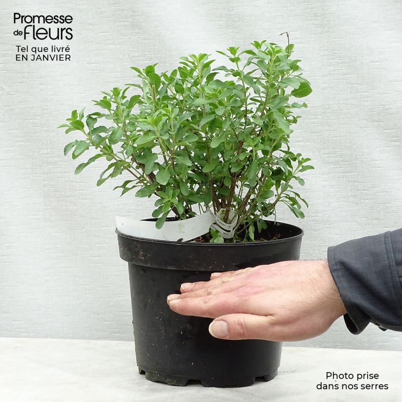 Salvia jamensis Flammenn 2L/3L pot sample as delivered in winter