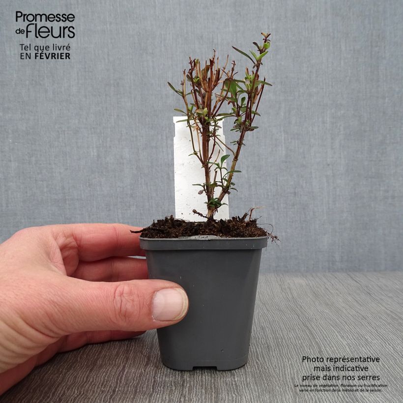 Salvia jamensis Violette de Loire 7/8 cm pot sample as delivered in winter