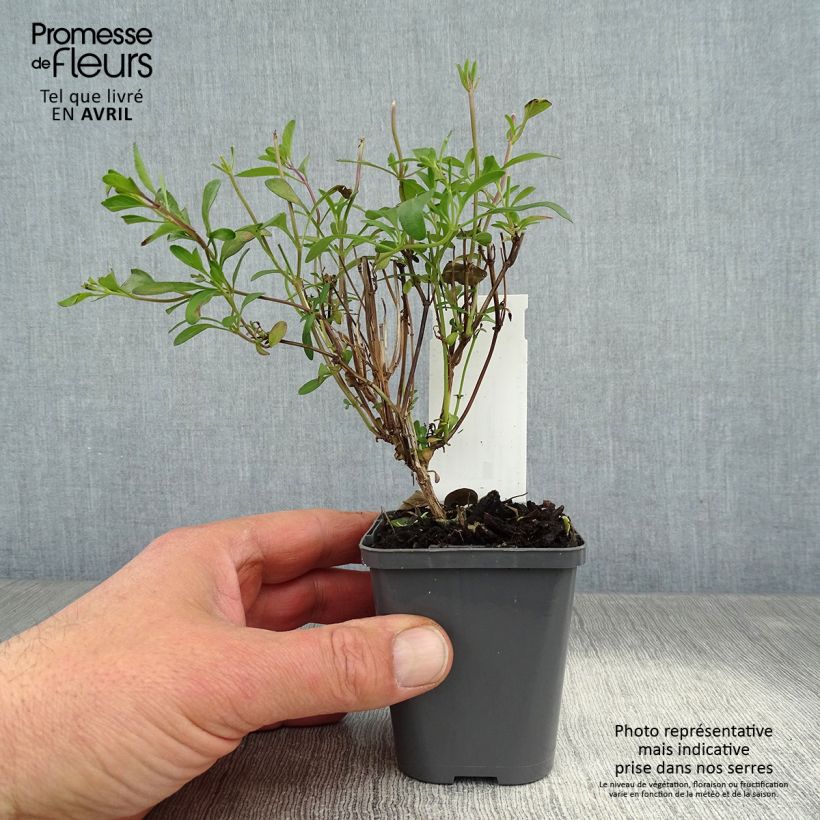 Salvia jamensis Violette de Loire 7/8 cm pot sample as delivered in spring