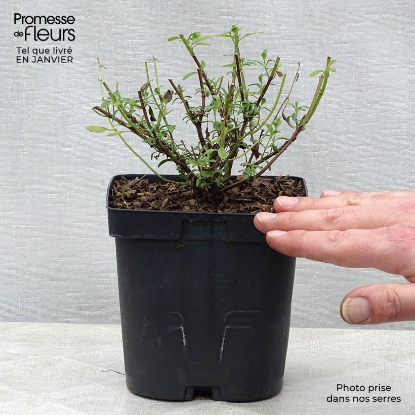 Salvia jamensis Violette de Loire 2L/3L pot sample as delivered in winter