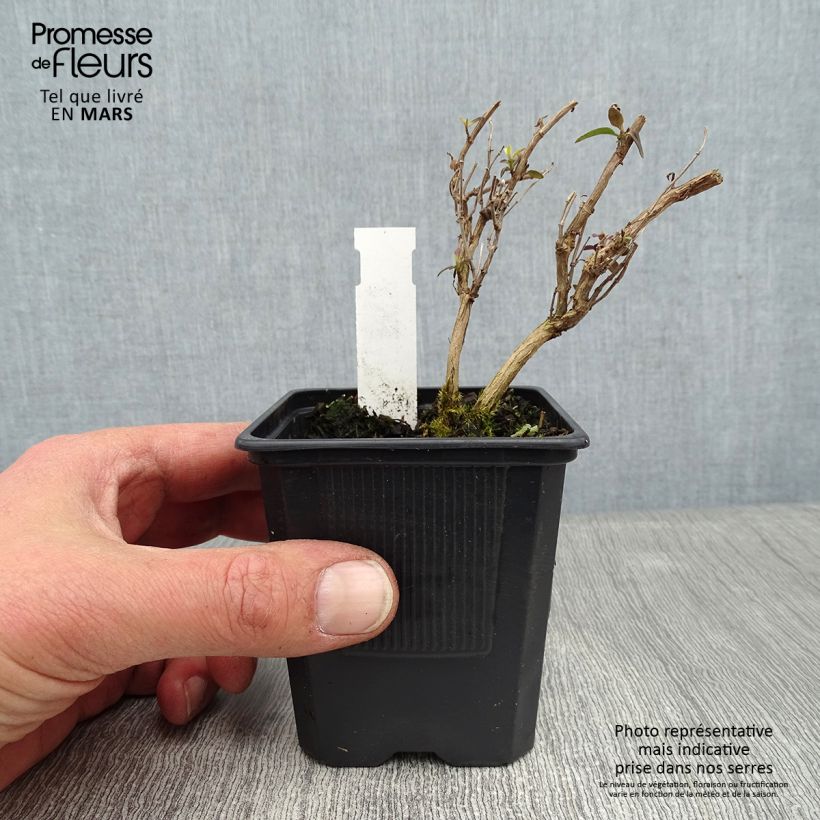 Salvia microphylla Delice Aquamarine 8/9 cm pot sample as delivered in winter