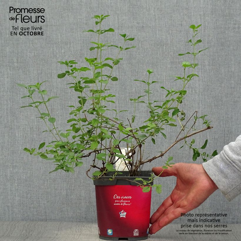 Salvia microphylla Royal Bumble 2L/3L pot sample as delivered in autumn