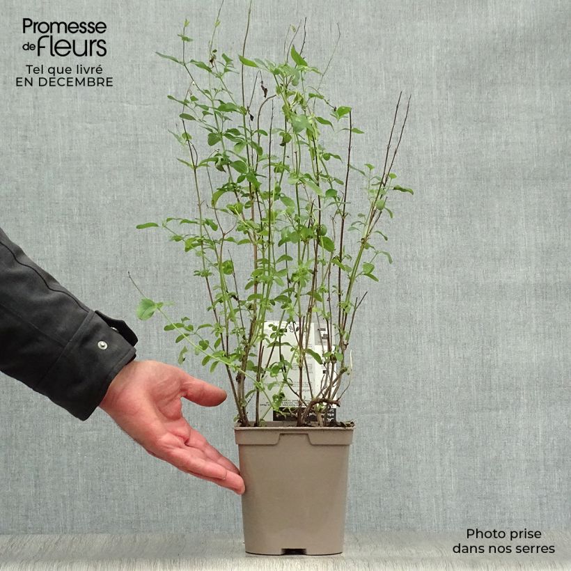 Salvia microphylla Royal Bumble 2L/3L pot sample as delivered in winter