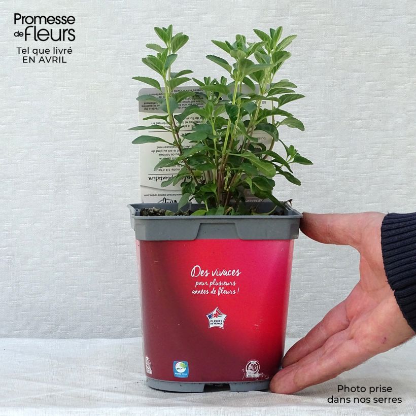 Salvia microphylla Royal Bumble 2L/3L pot sample as delivered in spring