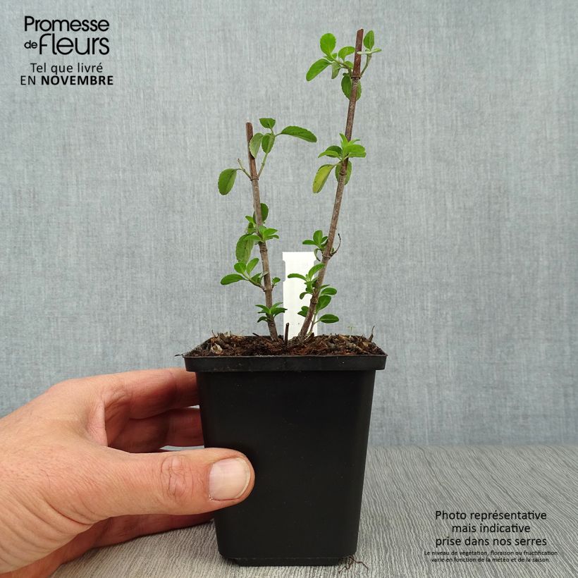 Salvia microphylla Royal Bumble 8/9 cm pot sample as delivered in autumn