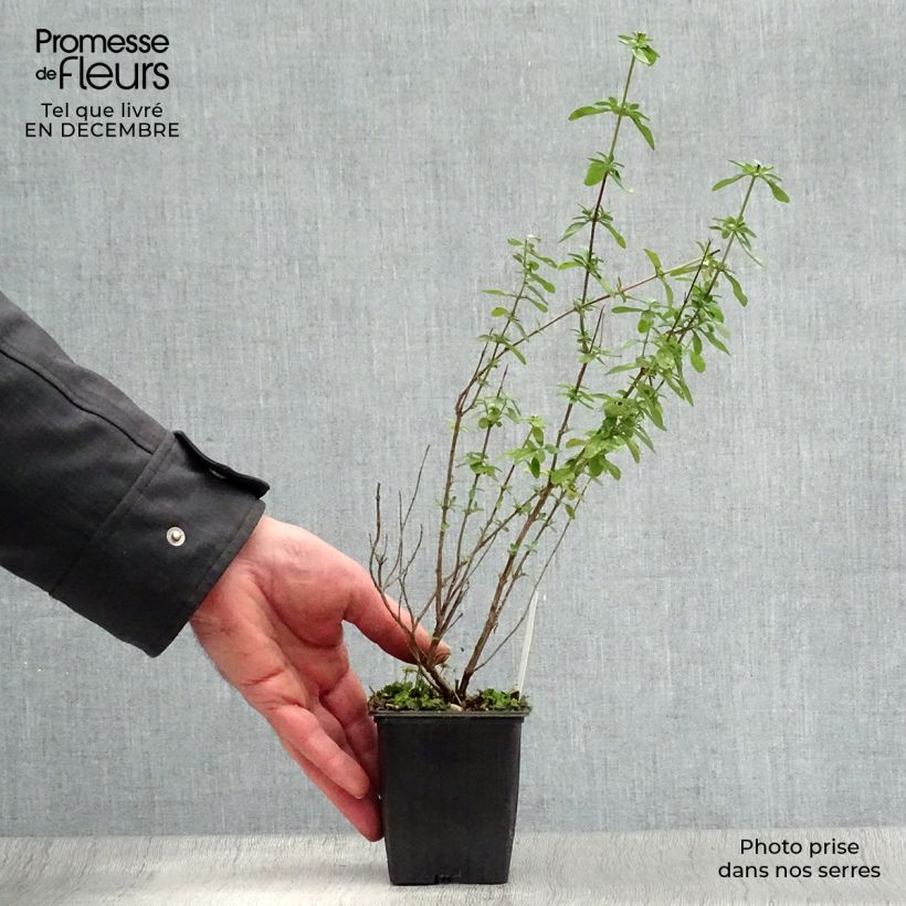 Salvia microphylla Royal Bumble 8/9 cm pot sample as delivered in winter