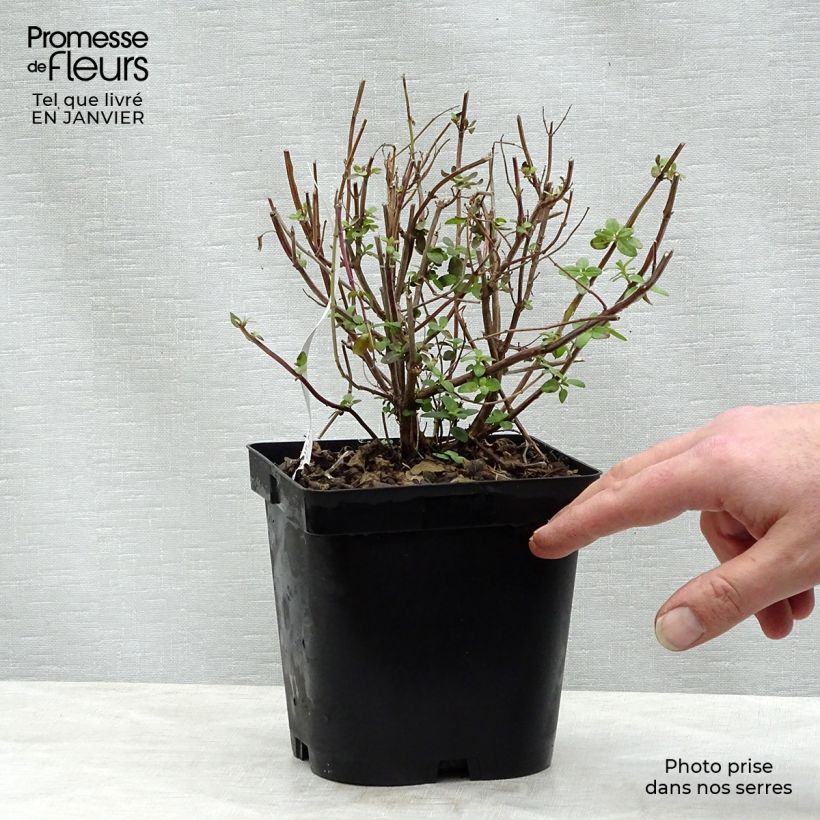 Salvia grahamii 2L/3L pot sample as delivered in winter