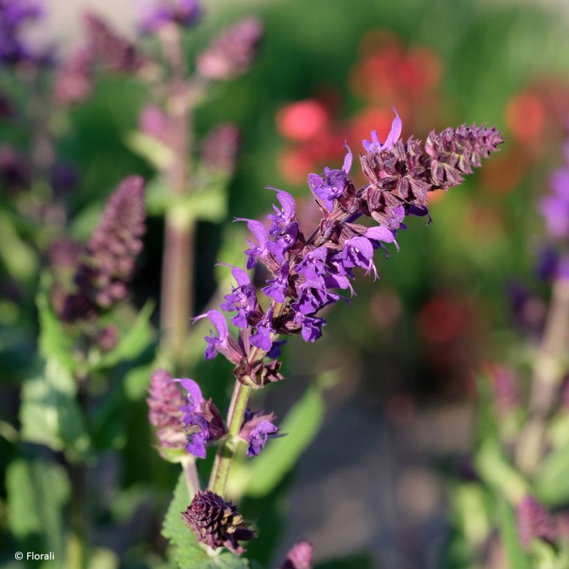 Salvia x sylvestris Bazuin Dark Night 'Sabadate' - Clary sage (Flowering)