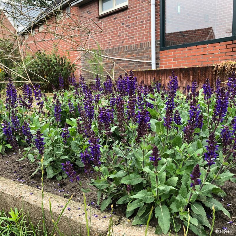 Salvia x sylvestris Bazuin Dark Night 'Sabadate' - Clary sage (Plant habit)
