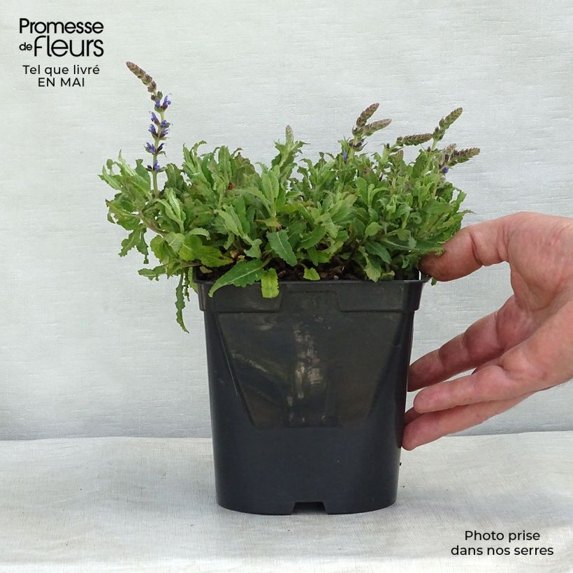 Salvia nemorosa Blauhügel - Woodland Sage 8/9 cm pot sample as delivered in spring