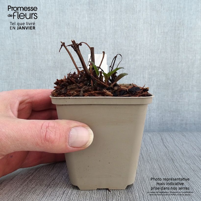 Salvia nemorosa Blue Marvel - Woodland Sage 8/9 cm pot sample as delivered in winter