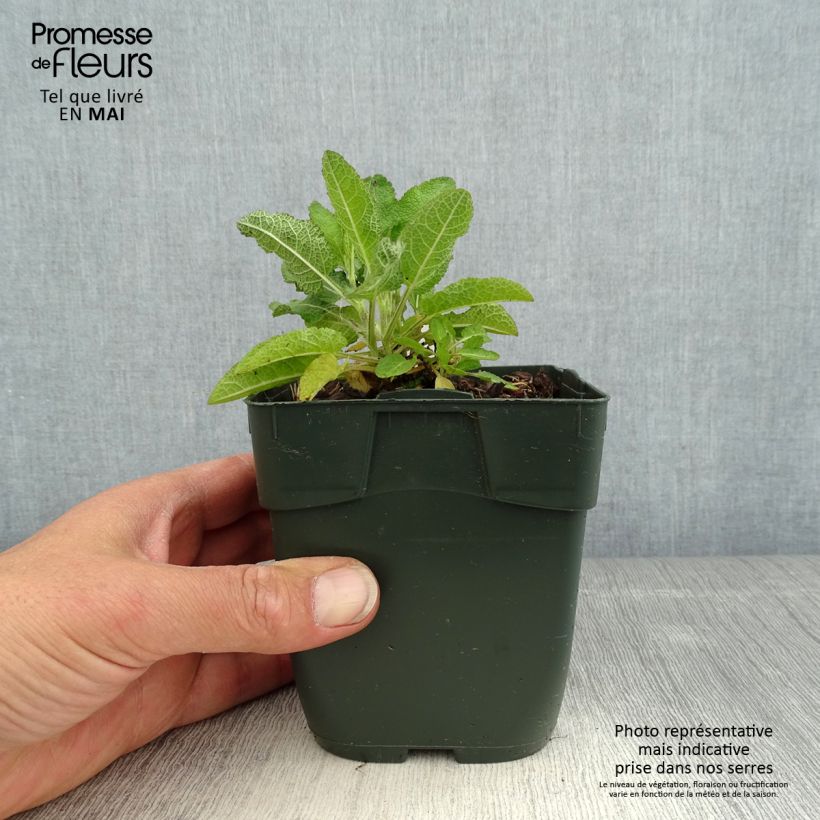 Salvia nemorosa Blue Marvel - Woodland Sage 8/9 cm pot sample as delivered in spring