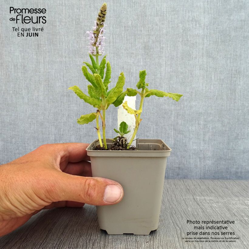 Salvia nemorosa Bumblesky - Woodland Sage 8/9 cm pot sample as delivered in spring