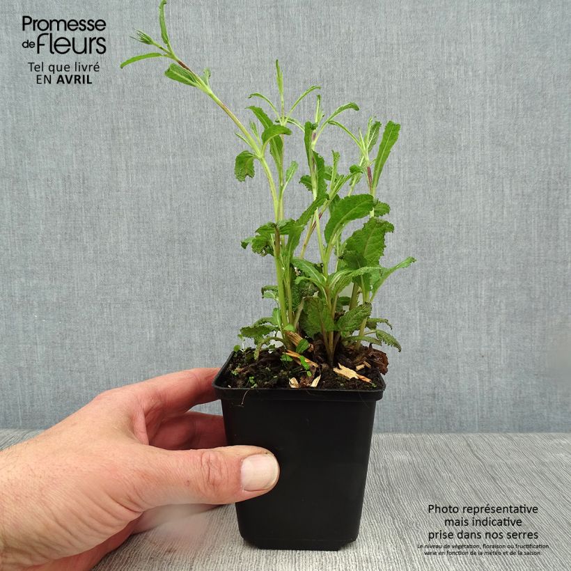 Salvia nemorosa Caradonna Compact - Woodland Sage 8/9 cm pot sample as delivered in spring