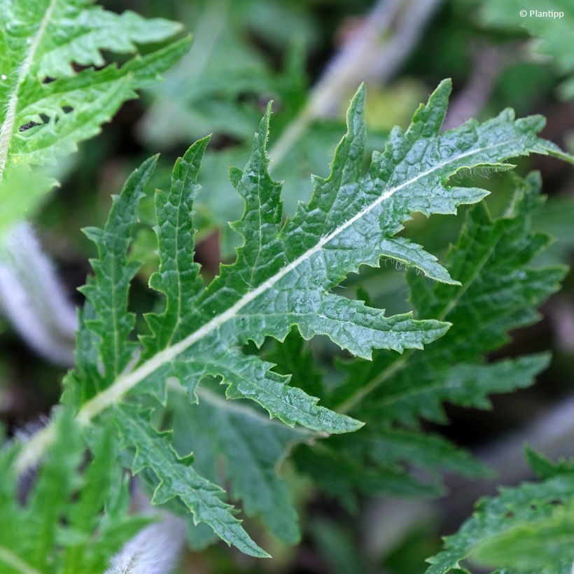 Salvia 'Bocofpea' Feathers Peacock - Perennial sage (Foliage)