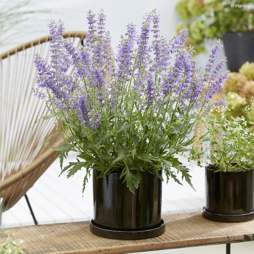 Salvia 'Bocofpea' Feathers Peacock - Perennial sage (Plant habit)