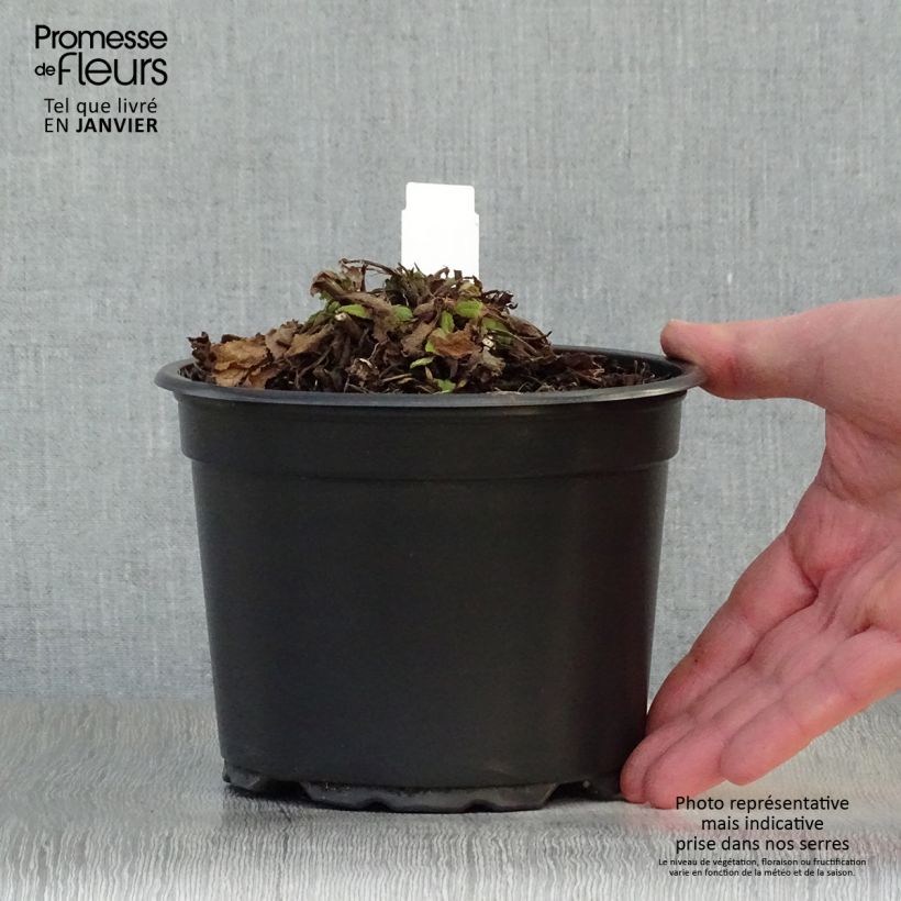 Salvia nemorosa Mainacht - Woodland Sage 2L/3L pot sample as delivered in winter