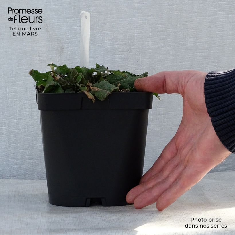 Salvia nemorosa Mainacht - Woodland Sage 2L/3L pot sample as delivered in spring