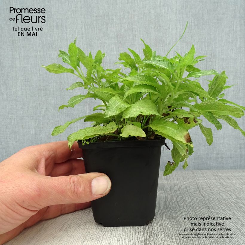 Salvia nemorosa Marcus 'Haeumanarc' 8/9 cm pot sample as delivered in spring