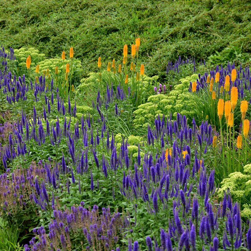 Salvia nemorosa Ostfriesland - Woodland Sage (Plant habit)