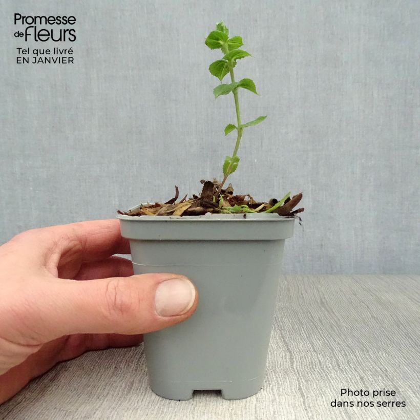 Salvia nemorosa Ostfriesland - Woodland Sage 8/9 cm pot sample as delivered in winter