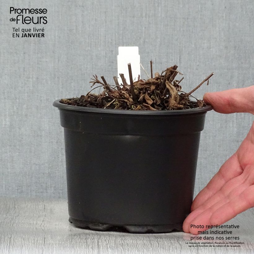 Salvia nemorosa Ostfriesland - Woodland Sage 2L/3L pot sample as delivered in winter