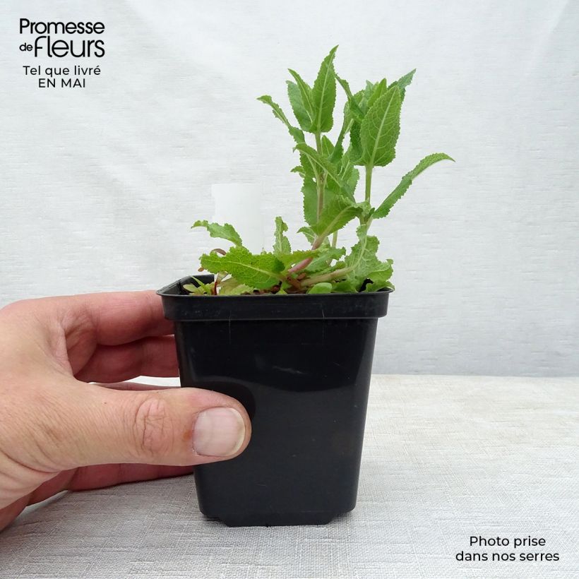 Salvia nemorosa Ostfriesland - Woodland Sage 8/9 cm pot sample as delivered in spring