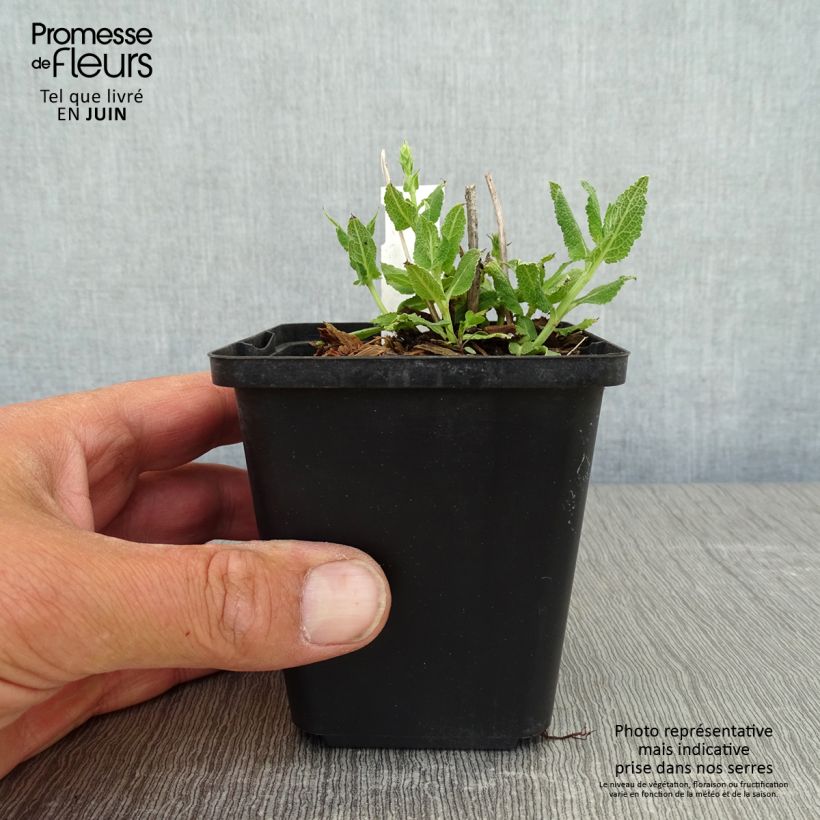 Salvia nemorosa Salute White - Woodland Sage 8/9 cm pot sample as delivered in spring