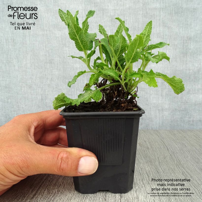 Salvia nemorosa Schneehügel - Woodland Sage 8/9 cm pot sample as delivered in spring