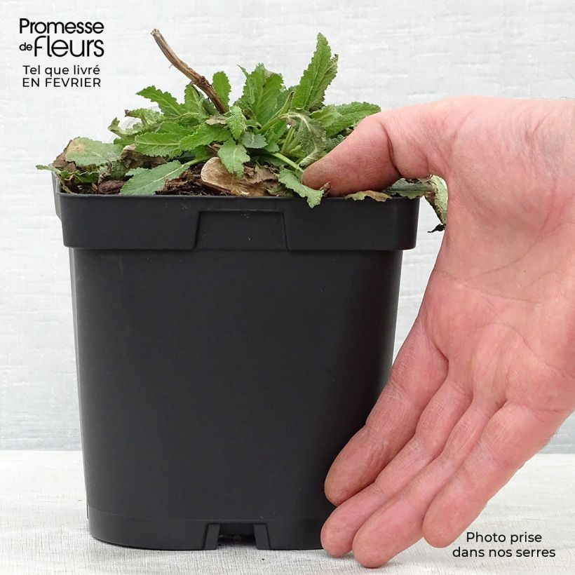 Salvia nemorosa Schneehügel - Woodland Sage 2L/3L pot sample as delivered in winter