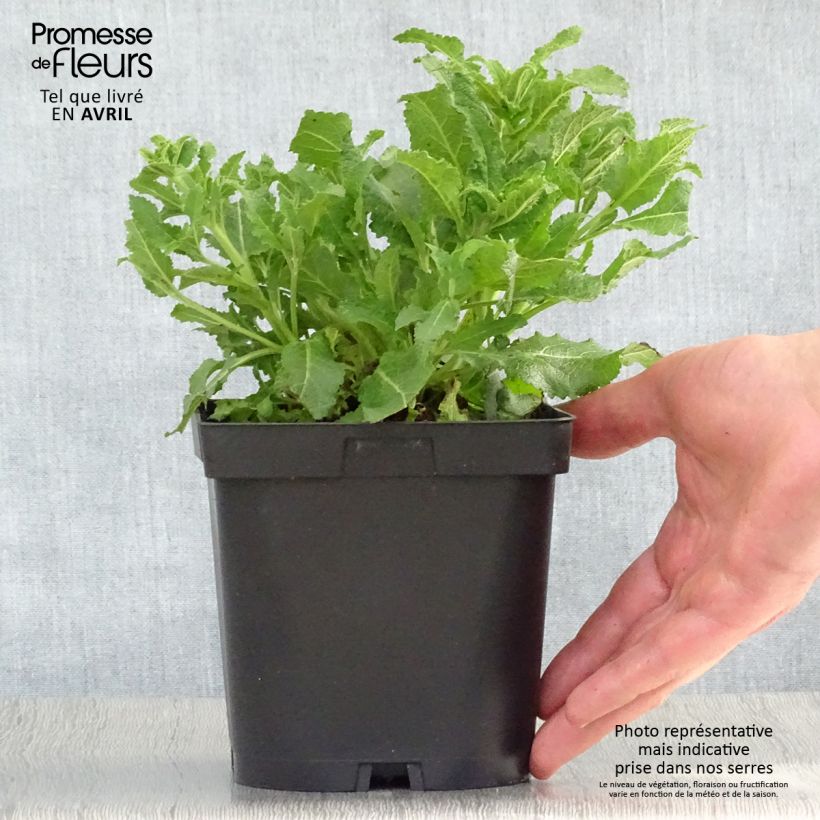 Salvia nemorosa Schneehügel - Woodland Sage 2L/3L pot sample as delivered in spring