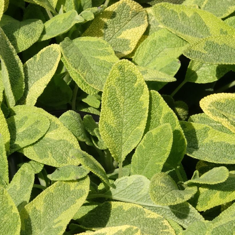 Salvia officinalis Aurea (Foliage)