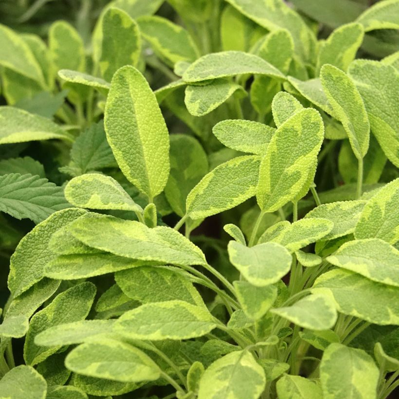 Salvia officinalis 'Icterina' (Foliage)