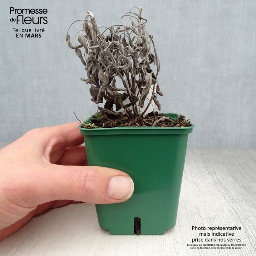 Salvia officinalis 'Icterina' 8/9 cm pot sample as delivered in spring