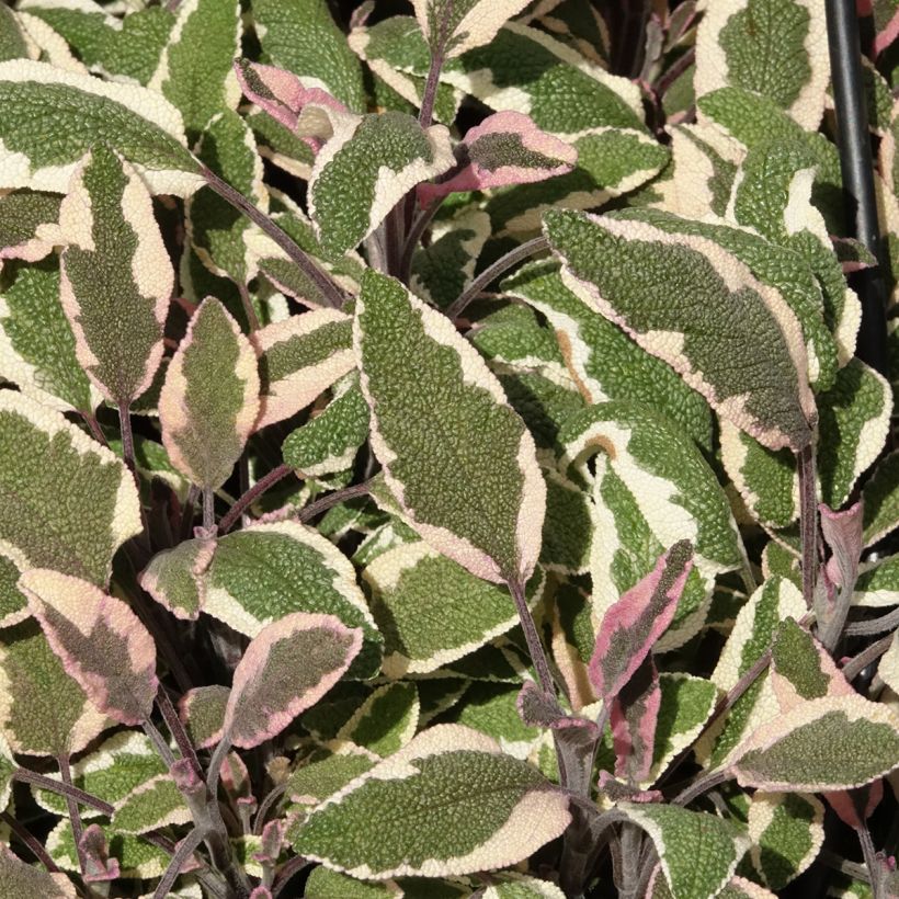 Salvia officinalis Tricolor (Foliage)
