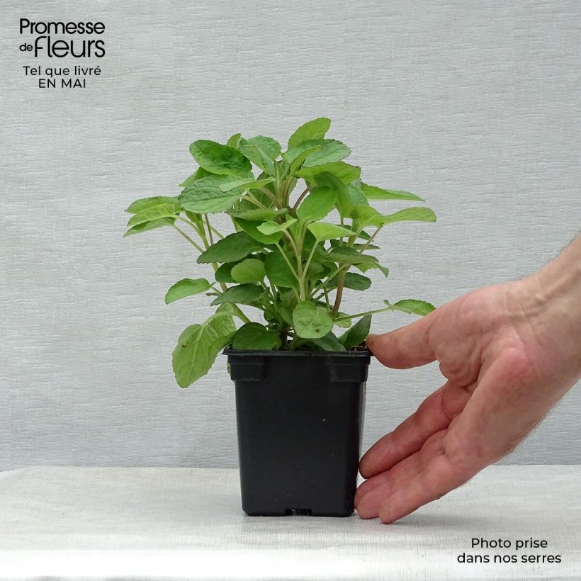 Salvia patens Royal Blue 7/8 cm pot sample as delivered in spring