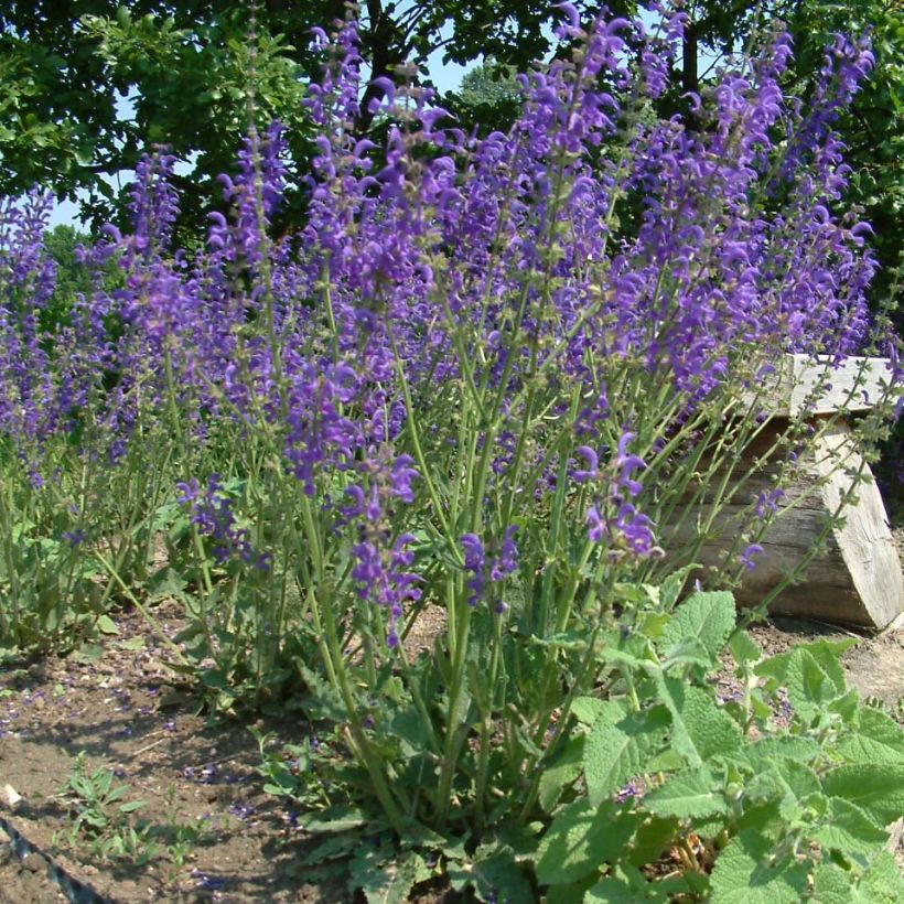 Salvia pratensis - Meadow Sage (Plant habit)