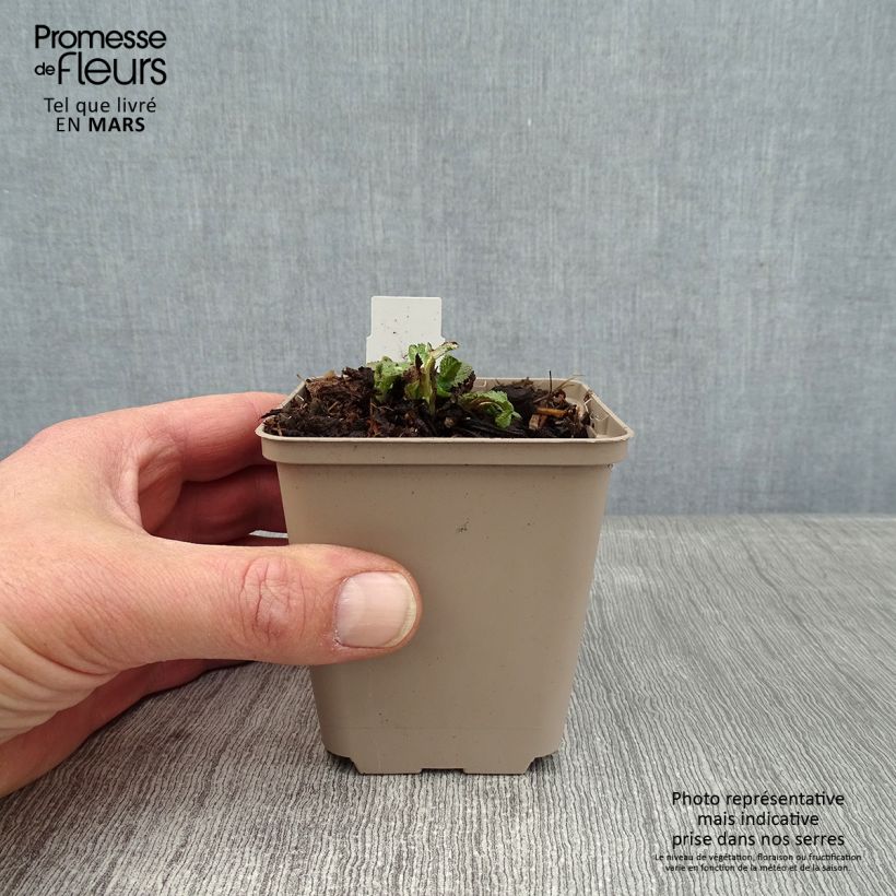 Salvia pratensis Eveline - Meadow Sage 8/9 cm pot sample as delivered in winter