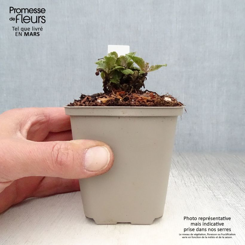 Salvia pratensis Eveline - Meadow Sage 8/9 cm pot sample as delivered in spring