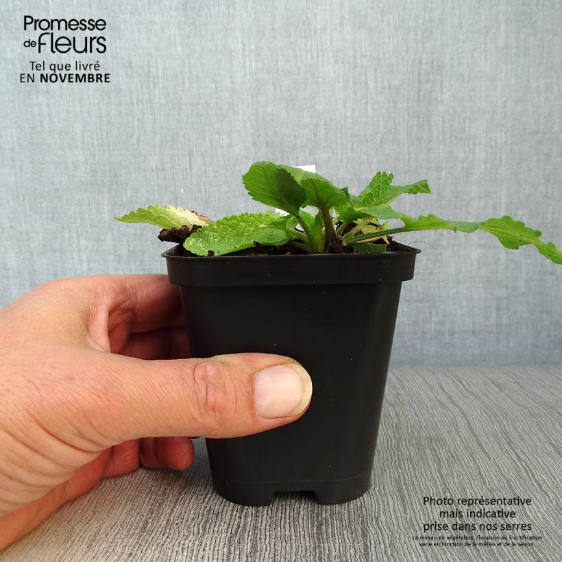 Salvia pratensis - Meadow Sage 8/9 cm pot sample as delivered in autumn