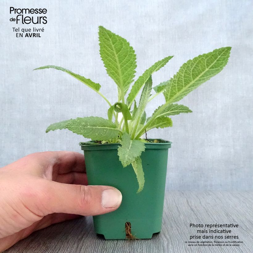 Salvia pratensis Swan Lake - Meadow Sage 8/9 cm pot sample as delivered in spring