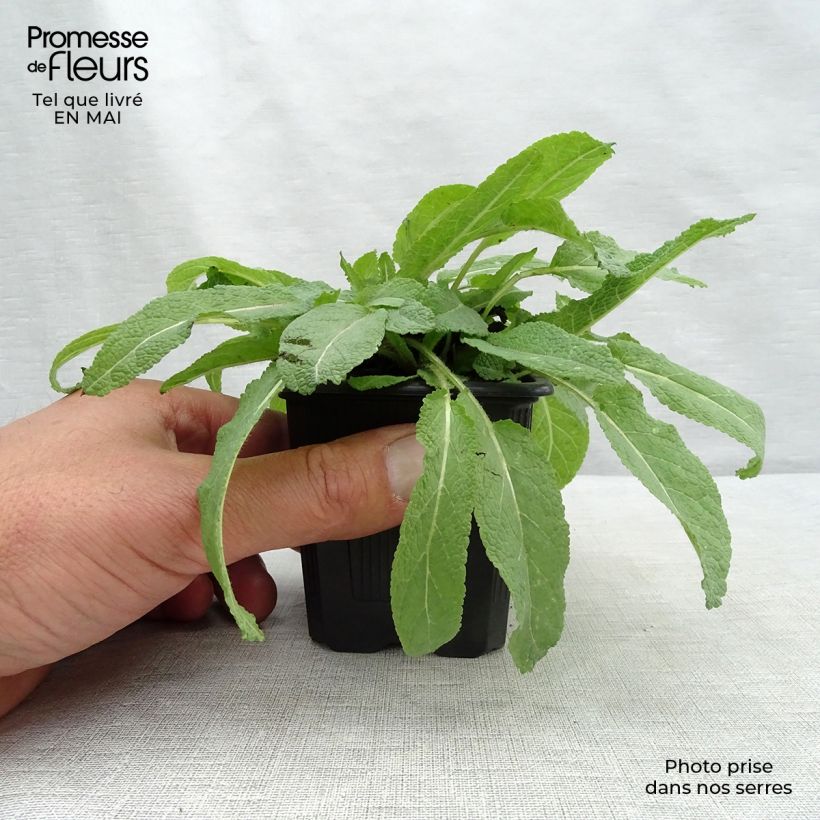 Salvia pratensis Sweet Esmeralda - Meadow Sage 8/9 cm pot sample as delivered in spring