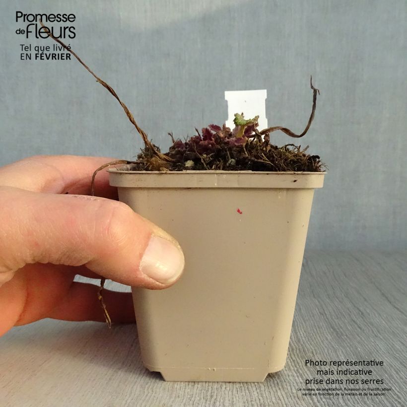 Salvia pratensis Twilight Serenade - Meadow Sage 8/9 cm pot sample as delivered in winter