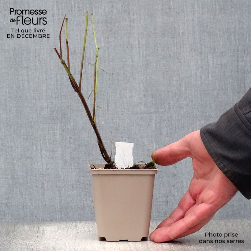 Salvia reptans 'West Texas Form' 8/9 cm pot sample as delivered in winter