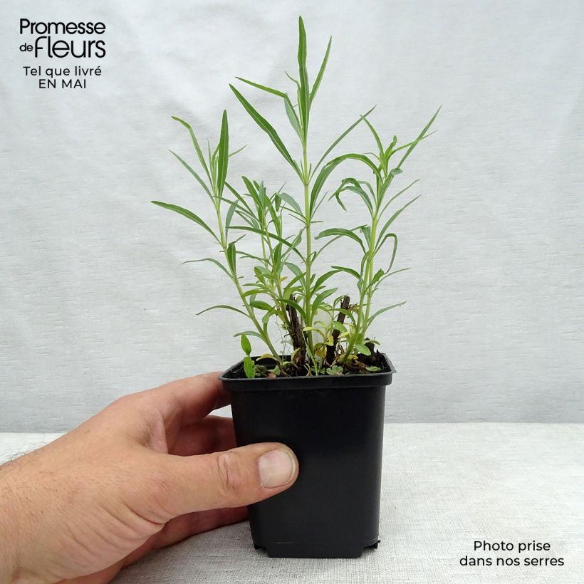 Salvia reptans 'West Texas Form' 8/9 cm pot sample as delivered in spring