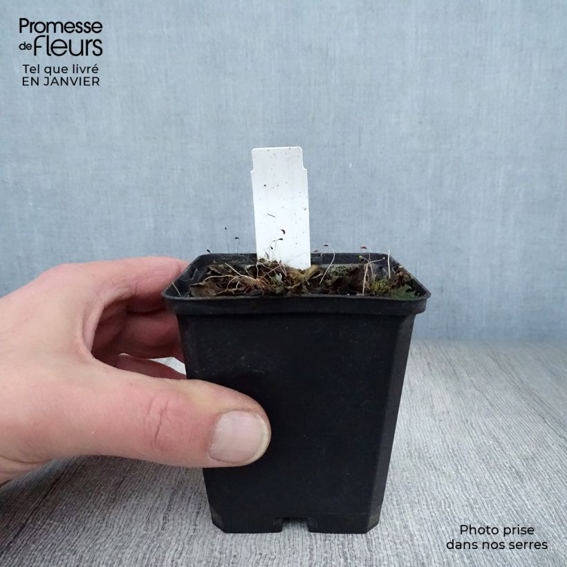 Salvia superba Queen of the Blues 8/9 cm pot sample as delivered in winter